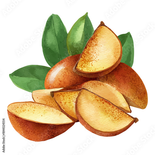 Watercolor painting of Sapodilla Slices, vector illustration, isolated on white background.