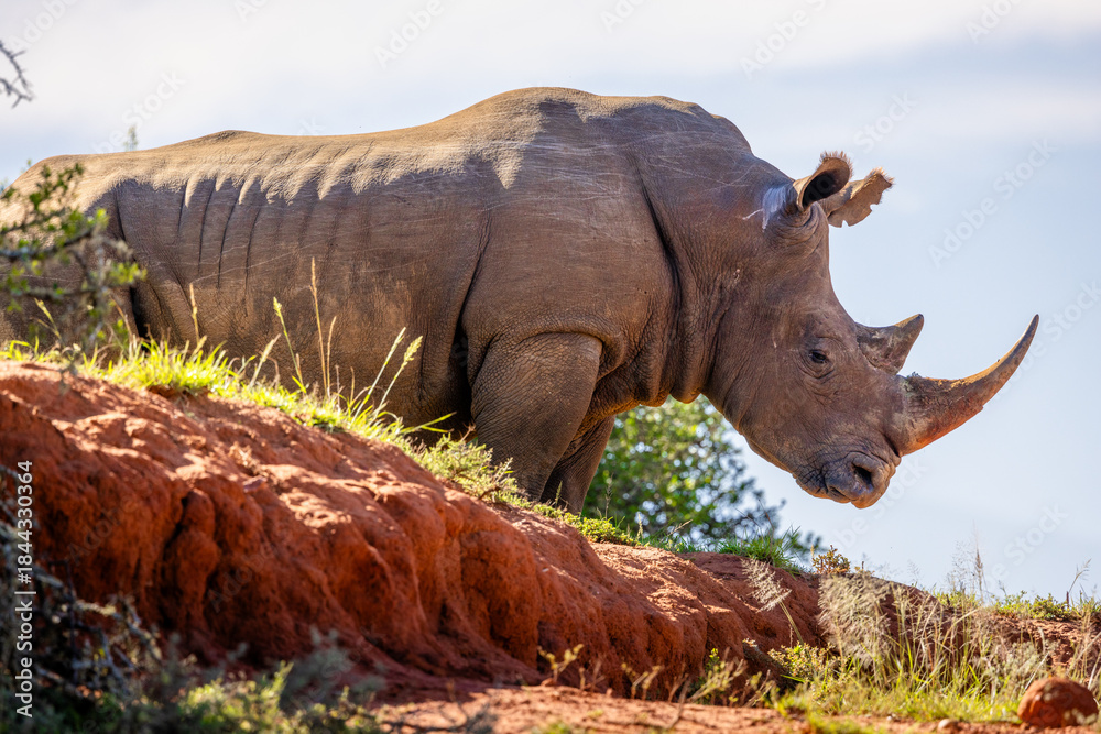 Fototapeta premium Big male white rhinoceros (Ceratotherium simum), Shamwari Private Game Reserve, South Africa.