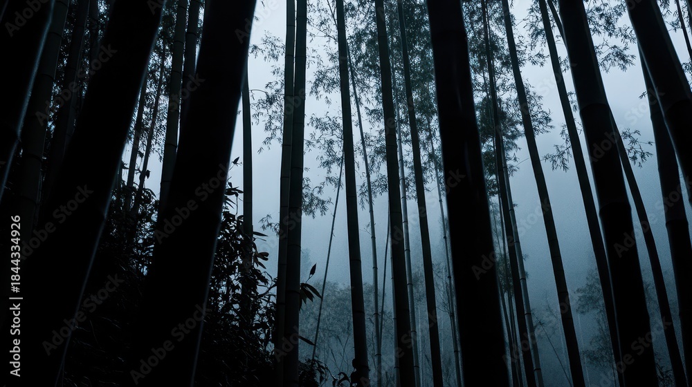 Fototapeta premium Silhouetted Bamboo Stalks in a Foggy Forest Environment
