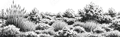 Detailed Monochrome Vector Illustration of a Lush Natural Landscape Border with Diverse Wild Plants, Bushes, and Trees