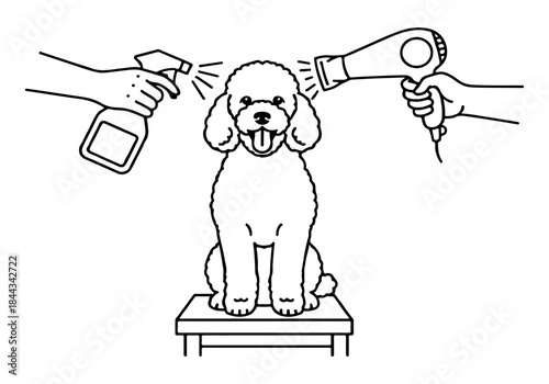 A poodle dog is being groomed with a spray bottle and a hairdryer on a grooming table.