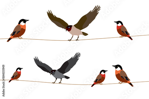 set of different birds sitting on electric power lines