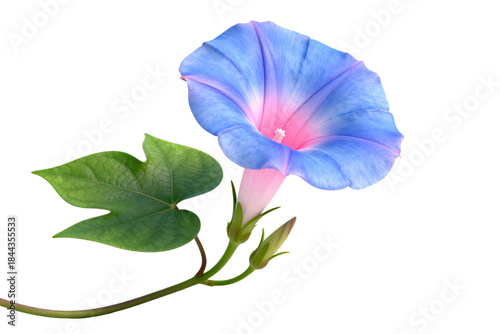 Blue Morning Glory Flower with Green Leaves