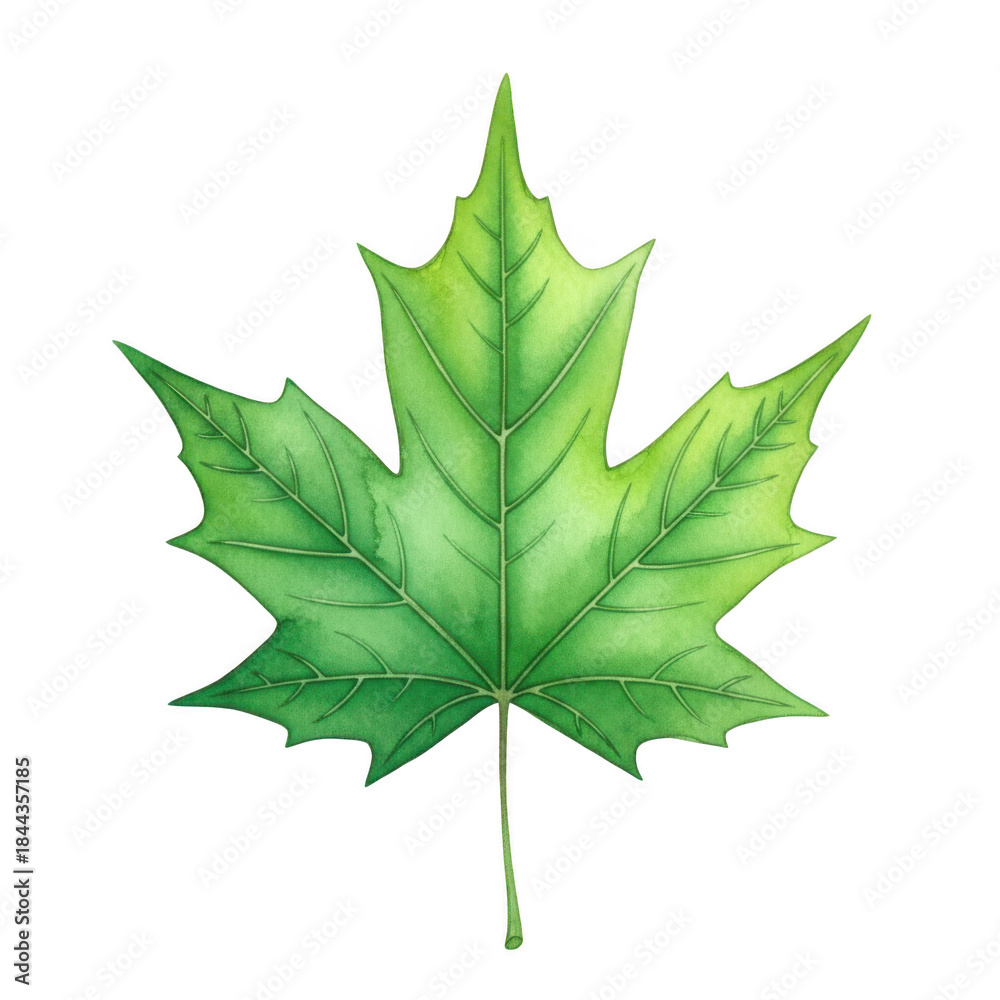 Fototapeta premium Watercolor Illustrated maple leaf isolated on a transparent background