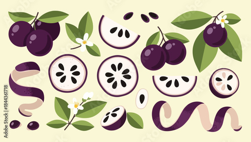 Vibrant Illustration of Purple Berries and White Flowers with Botanical Elements