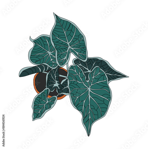 Colocasia plant with dark teal veined leaves in a terracotta pot. Stylized vector illustration isolated on transparent background