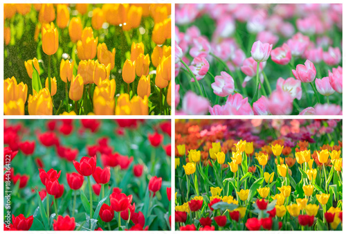 Colorful a Tulip flowers blooming in garden, Springtime