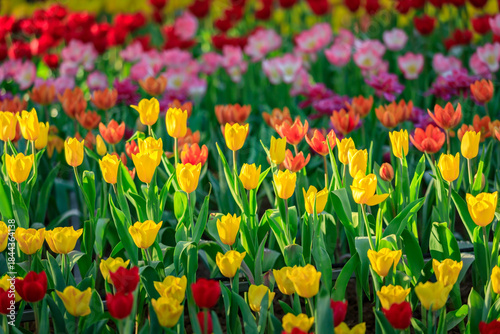 Colorful a Tulip flowers blooming in garden, Springtime