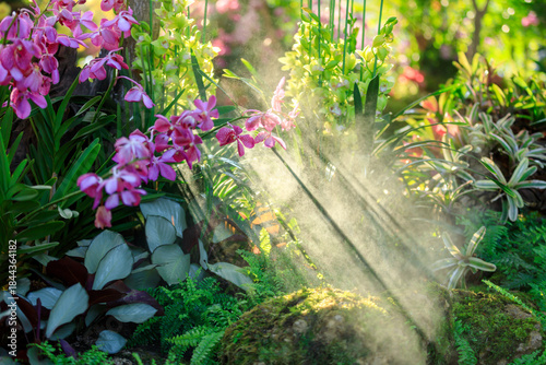 Beautiful orchid flowers blooming in garden, Close up of orchid