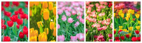 Colorful a Tulip flowers blooming in garden, Springtime