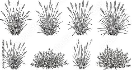 Various Grass and Shrub Plant Illustrations Showing Different Growth Stages and Shapes in Black and White