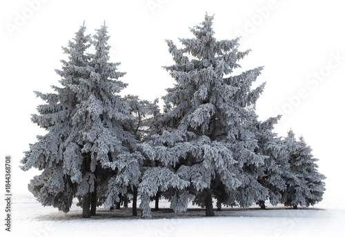 Pine covered with Snow