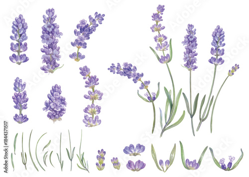 Lavender flowers hand painted with watercolor isolated on transparent background 