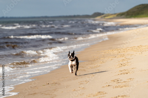 Cuadro en lienzo Boston Terrier rennt am Strand