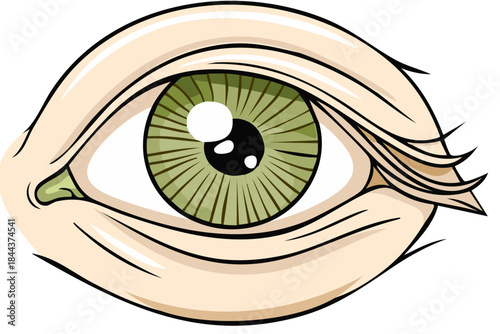 Stylized Green Human Eye with Eyelids and Lashes Illustration