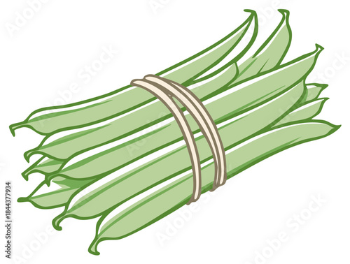 Hand-tied fresh green beans illustration. Organic whole food, vegetables harvest.