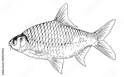 Putty fish vector illustration in white background.