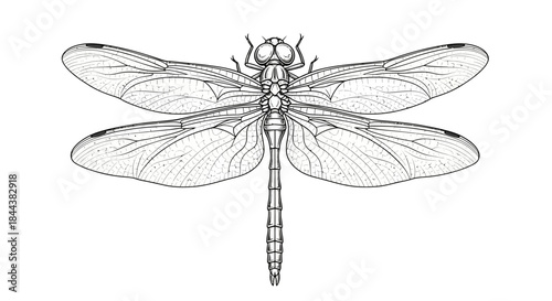 Detailed dragonfly line art illustration showcasing intricate wing patterns and body segments on a