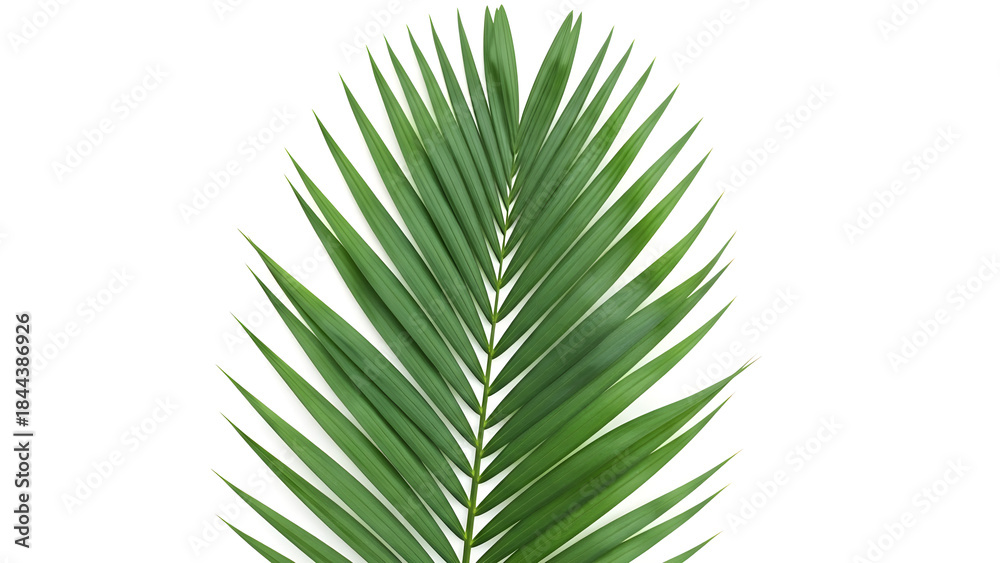 Obraz premium palm leaf isolated on white
