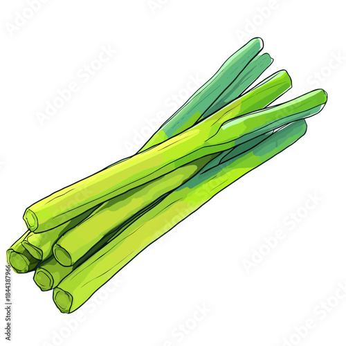 Fresh green leeks illustration on white background vector artwork for design