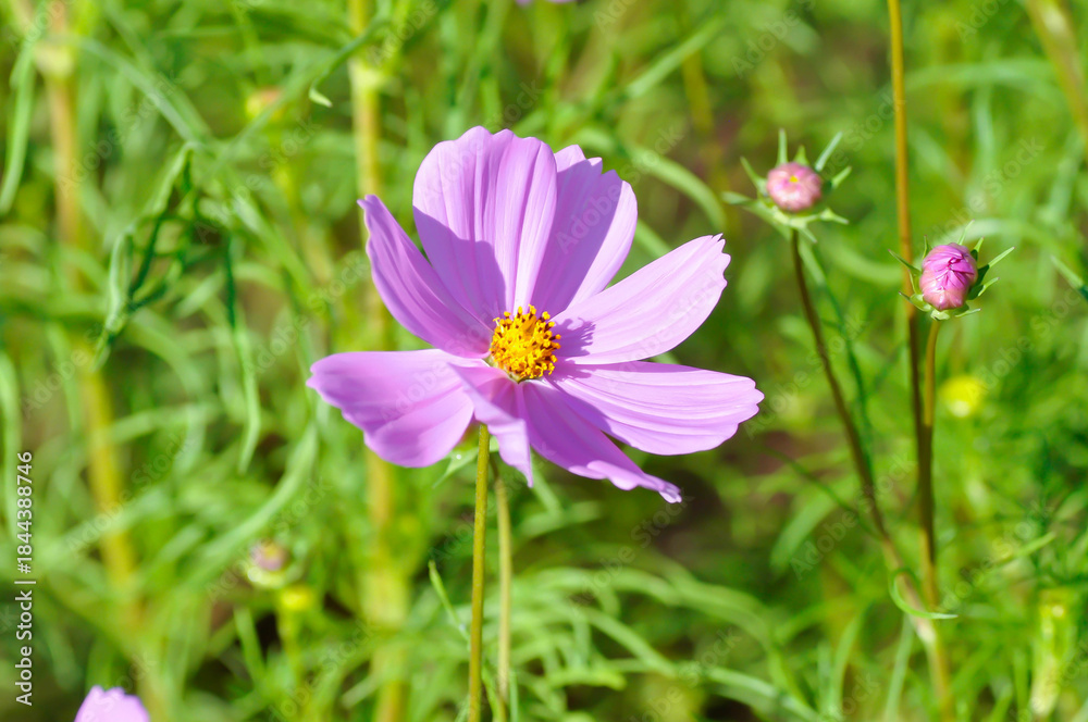 Fototapeta premium cosmos flower or Mexican aster flower or Cosmos sulphureus Cav or Compositae or Cosmos, pink flower