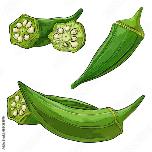 Fresh okra pods displayed vector illustration for culinary and dietary purposes