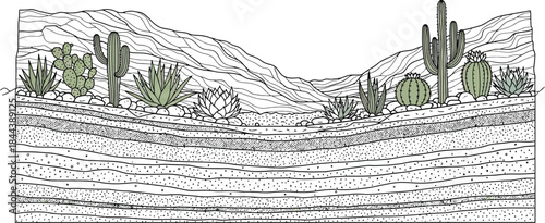 Desert geology cross section with various cactus and succulent life