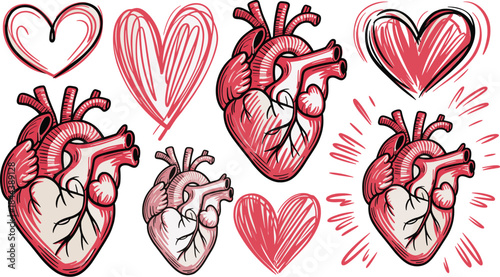 Hand Drawn Anatomical Heart Vector Set with Doodle Love Hearts Illustration