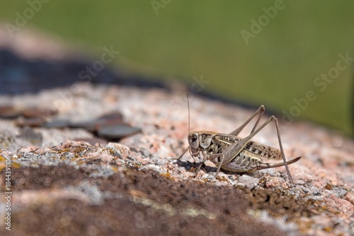 Close-up of southern wartbiter (decticus albifrons), also known as the white-faced bush-cricket or mediterranean wart-biter, sitting on a rock in sunny summer weather, Muhu, Estonia.