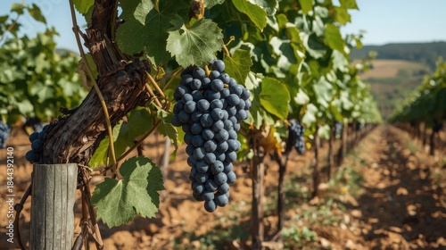 A cluster of lush purple grapes hanging from a vine in a vineyard with green leaves and brown soil under clear blue sky