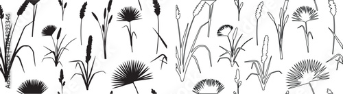Isolated Black and Outline Vector Set of Cattail, Reed, and Grass Botanical Elements isolated PNG with Transparent Background