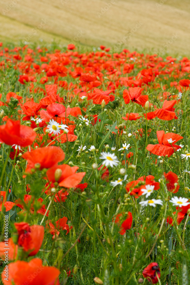 Fototapeta premium Mohnfelder