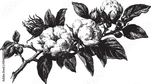 Cotton flower illustration featuring detailed botanical elements including leaves and branch. Vintage black and white vector illustration.