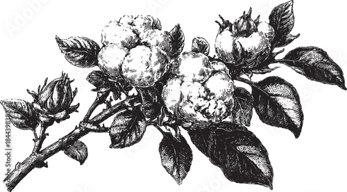 Cotton flower illustration with detailed leaves and branches. This botanical design features black and white line art in a vector style.