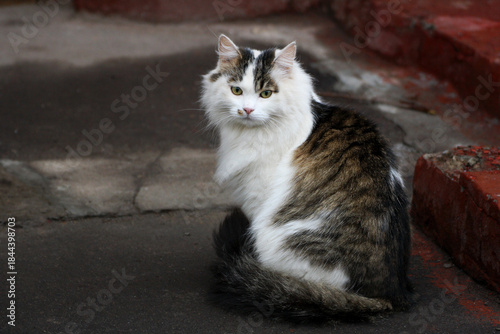 Cat sitting on the road.