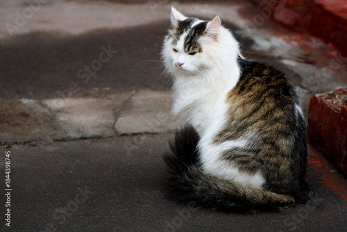 Cat sitting on the road.
