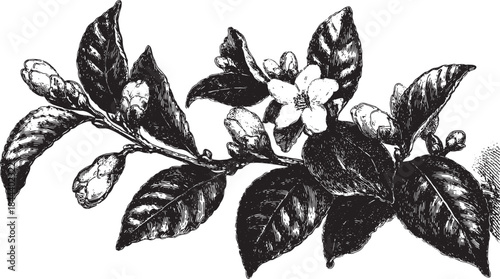 Botanical illustration featuring a flower and leaves on a branch. This detailed black and white vector illustration presents a vintage floral design.