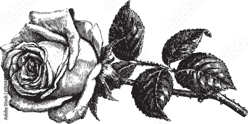 Detailed rose flower illustration in black and white. Vintage botanical vector illustration with elegant leaves and realistic texture in a decorative style.