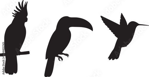 Tropical Bird Silhouettes Vector Set - Toucan, Cockatoo, and Hummingbird Black Icons