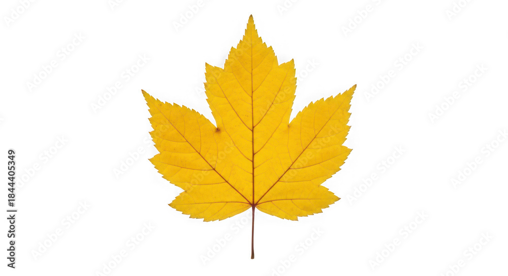 Fototapeta premium A single yellow maple leaf with pointed lobes, isolated on a transparent background of transparent