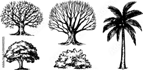 Tree silhouettes including palm and bush in black and white. Simple vector illustration depicting natural elements in a cohesive set.
