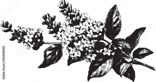 Vintage black and white flower illustration featuring detailed petals and leaves. This botanical art set reflects classic design and includes vector elements.
