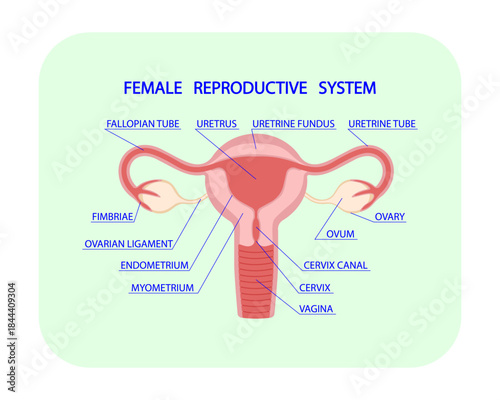 Gynecology. Uterus, vagina. Structure of the female reproductive organ. Anatomical image of the female reproductive system. Internal organs of the human body. EPS 10 Vector illustration