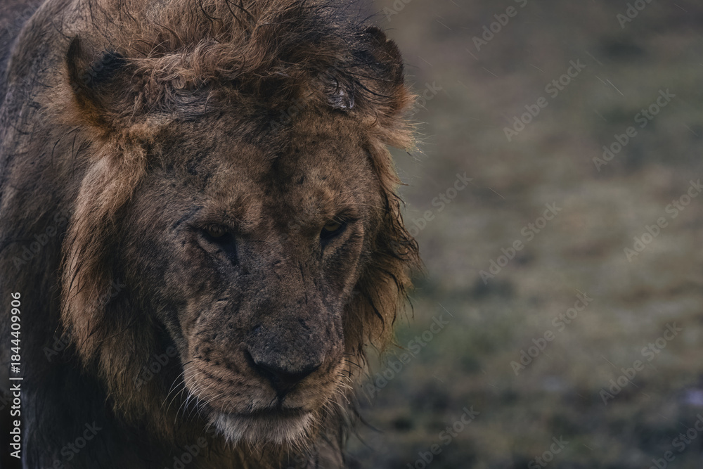 Fototapeta premium Acacia Boys