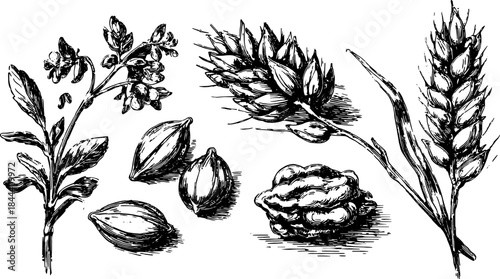 Plants and herbs illustrated in a detailed vector set. The black and white design features various seeds, flowers, and leaves with a natural texture.