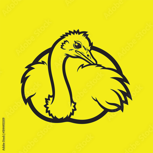 A Beautiful Ostrich Bird