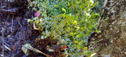 Moss ( Funaria hygrometrica )
on the tree