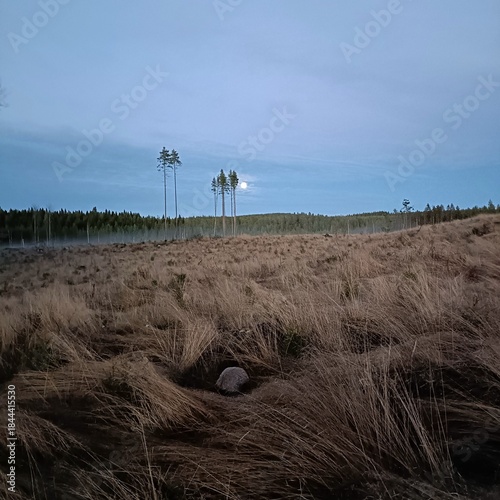 Nordic open bog landscape with dry grass and pine trees