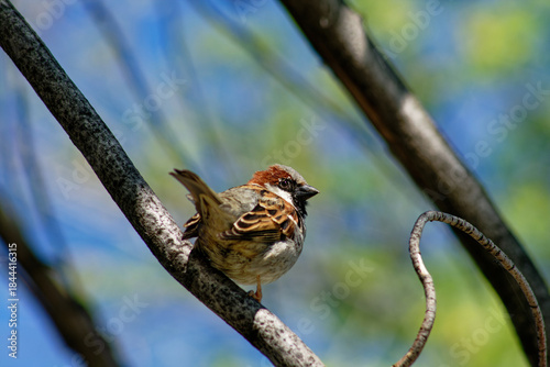 A small sparrow sits calmly on a tree branch, observing its surroundings in the sunlight.