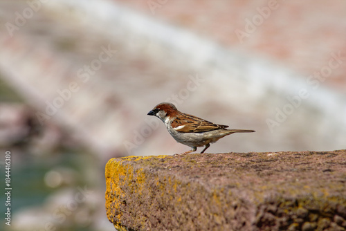 A charming house sparrow stands gracefully on a stone, showcasing its intricate details.